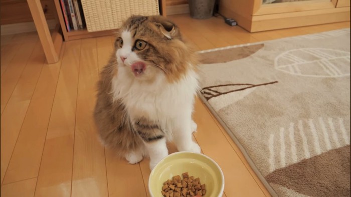 ご飯に満足する猫