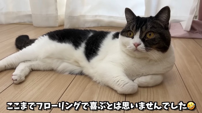 寝そべる猫