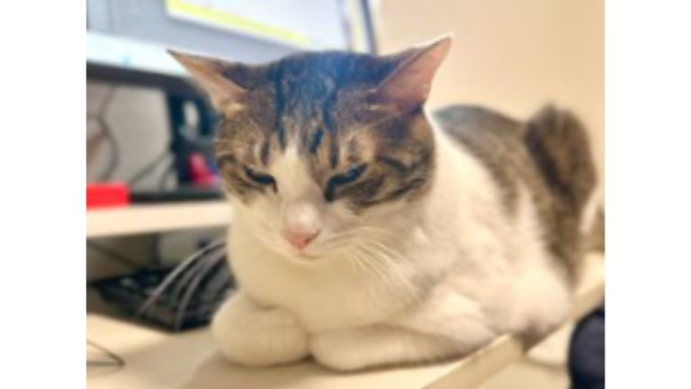 パソコンの前にいる猫