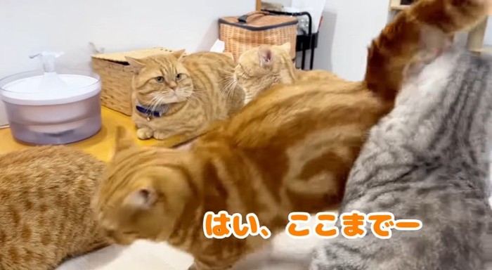 擦り寄る猫