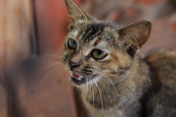 しんどそうな猫