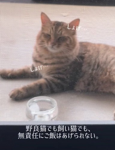 顔がしょげてしまった猫さん