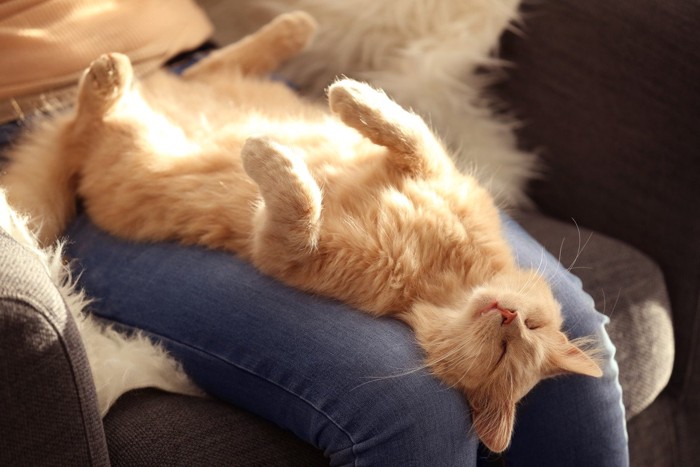 リラックスして眠る猫