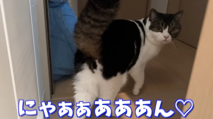 振り向く猫