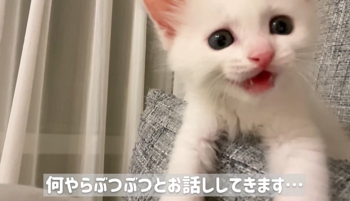 何やらぶつぶつとの文字と子猫