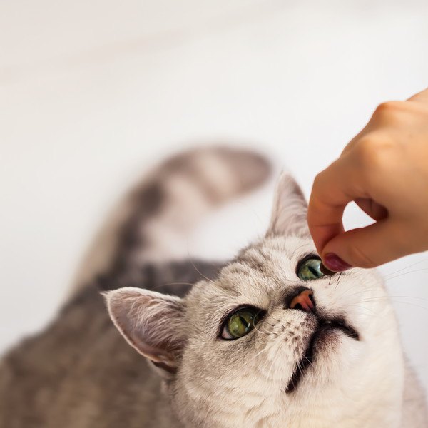 人に手から食べ物をもらう猫