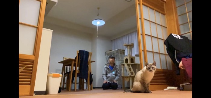 お座りする猫