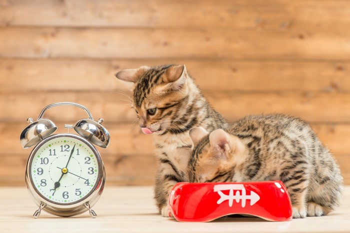 目覚まし時計と食事中の子猫たち
