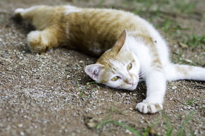 地面に体をひねって寝転ぶ猫