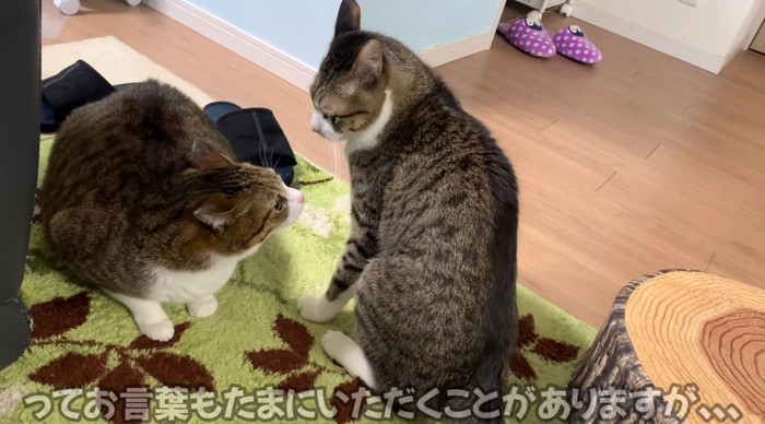 見つめ合う猫