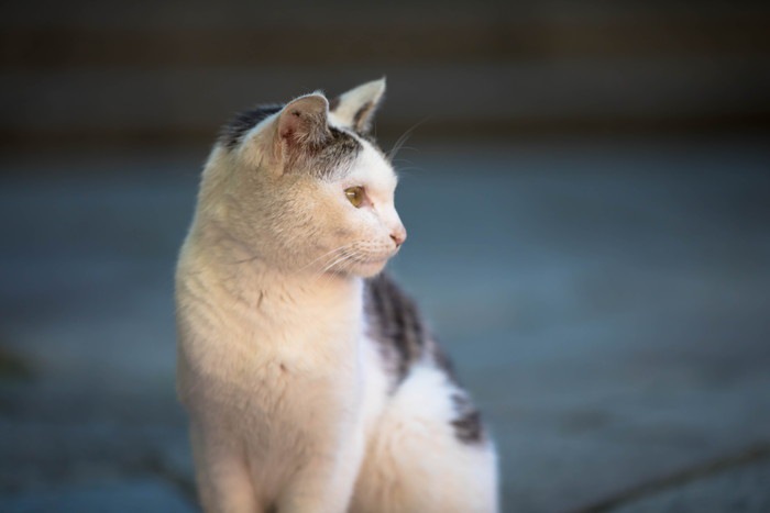 横を向いている猫