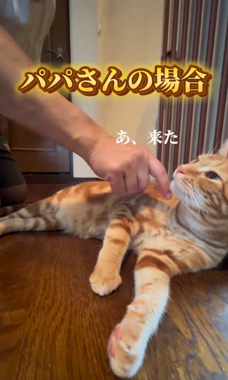 パパに触られる猫