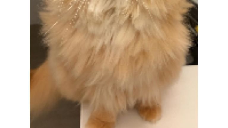寝癖が付いた猫