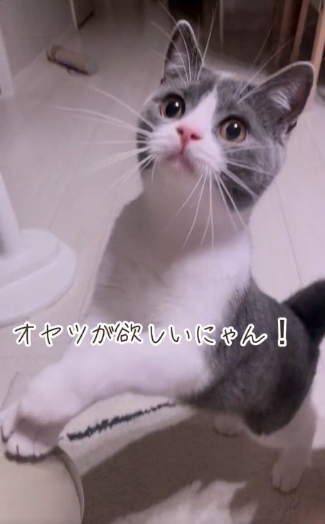 後ろ足で立っている猫「オヤツが欲しいにゃん！」