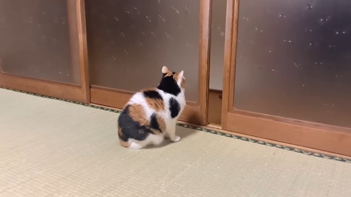 お母さまの様子を窺うミケちゃん