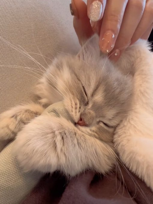 クッションの角をかじったまま眠る子猫