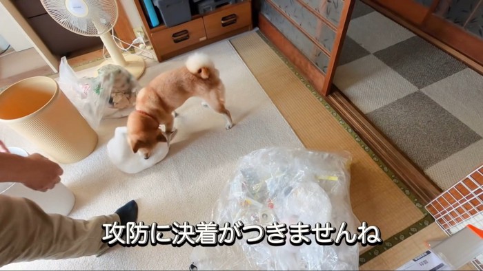 犬を蹴ろうとする猫と猫を咥えようとする犬