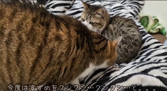 匂いを嗅ぐ猫