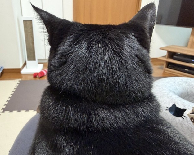 飼い主の膝の上に座る猫の頭