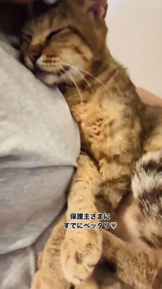 抱きしめられる猫