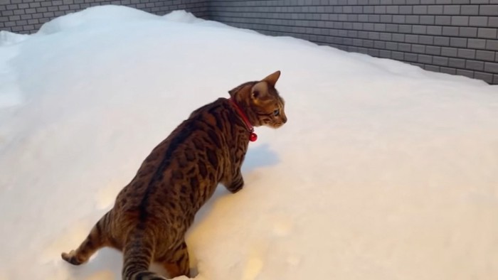 雪の上を歩く猫の横顔