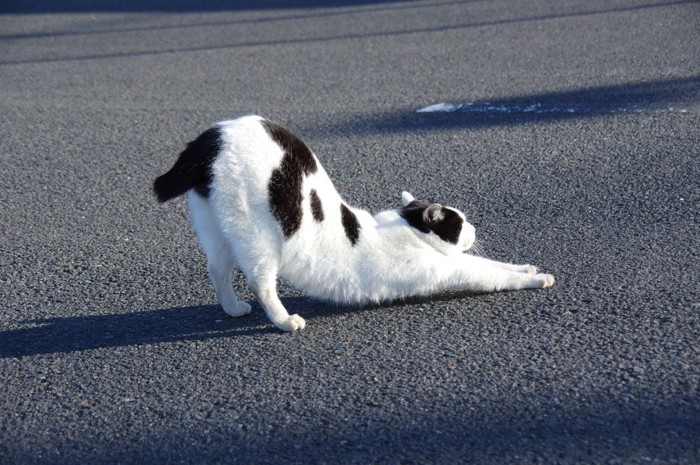 伸びる猫