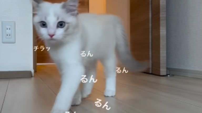 駆け寄る子猫