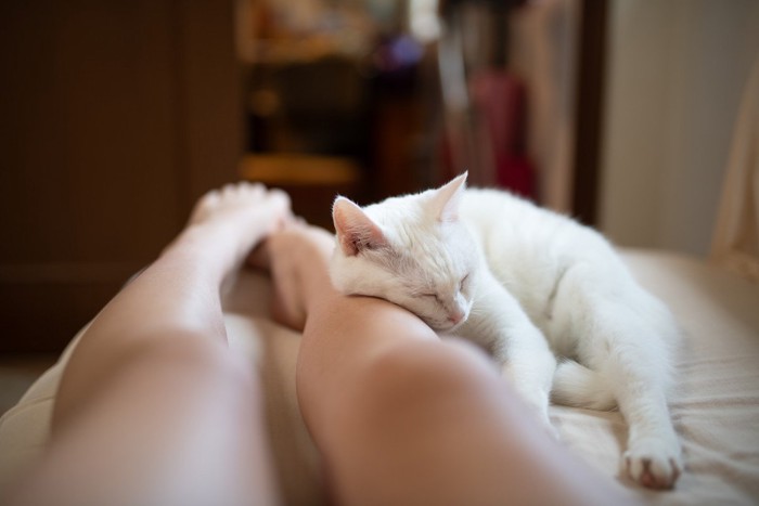 飼い主の足を枕にして寝る猫