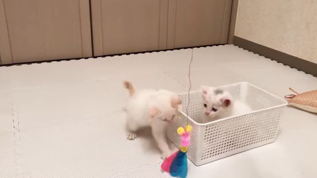 おもちゃにじゃれる猫とカゴの中の猫