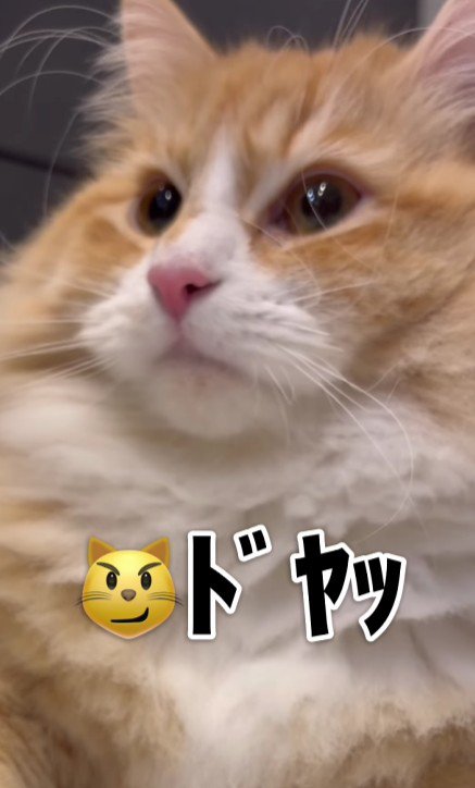 ドヤ顔の猫