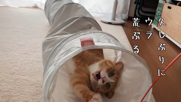 寝転んで口を開けている猫