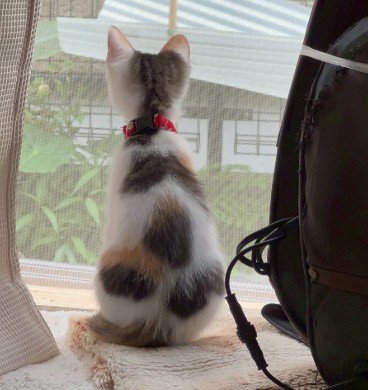 生後2カ月ほどの猫の後ろ姿