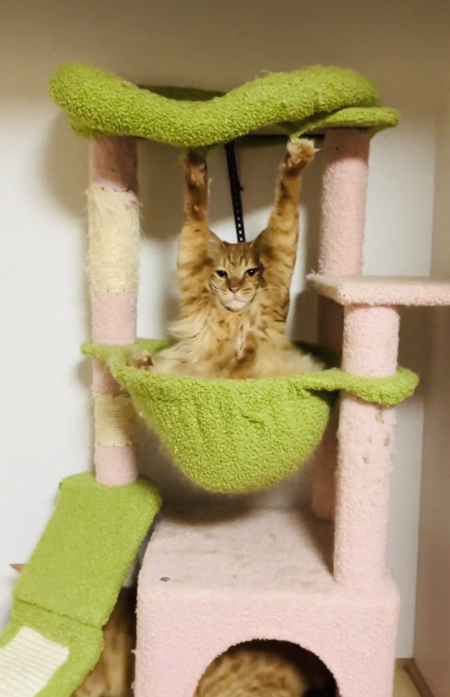 両前足の爪がキャットタワーの天井に引っかかって動けなくなった猫