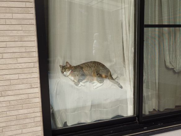 窓際で寝る猫中