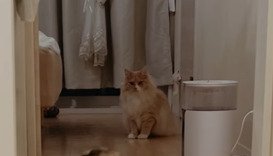 前をジッと見る猫