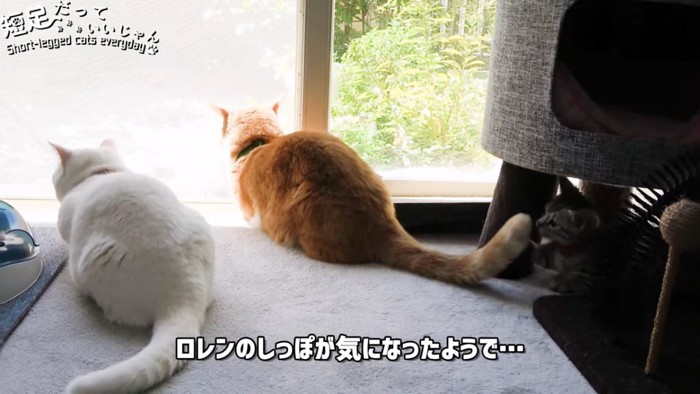 2引きの成猫と子猫