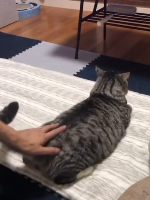 しっぽの付け根を押さえられる猫