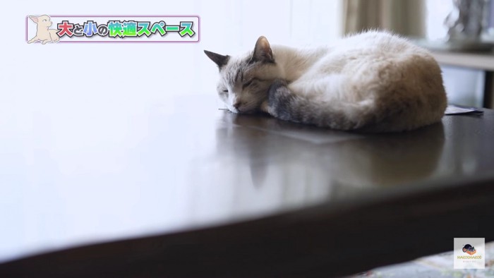 座卓の上で眠るシロトラ