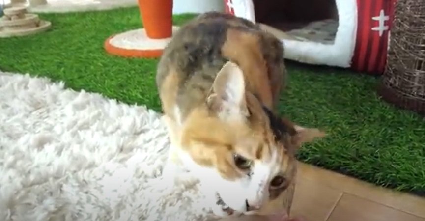 手を噛もうとする猫