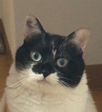 破れた紙袋の上にいる猫（顔のアップ）