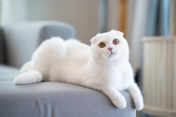 ソファの上で伏せる真っ白のスコティッシュフォールド