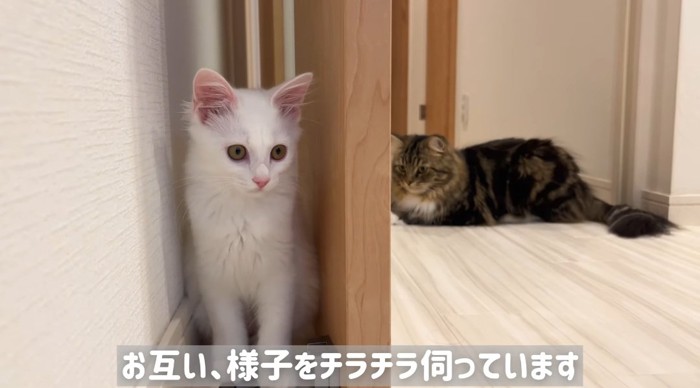 隠れる猫