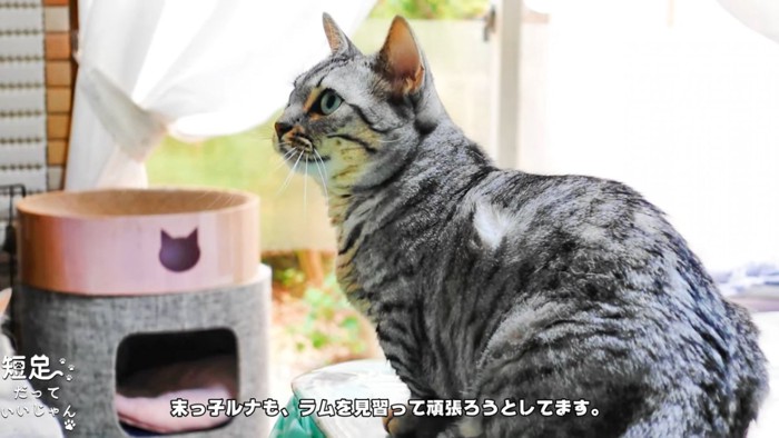 おすわりする縞模様の猫