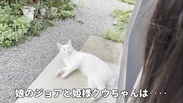 寝転びながら飼い主の娘を見つめる白猫