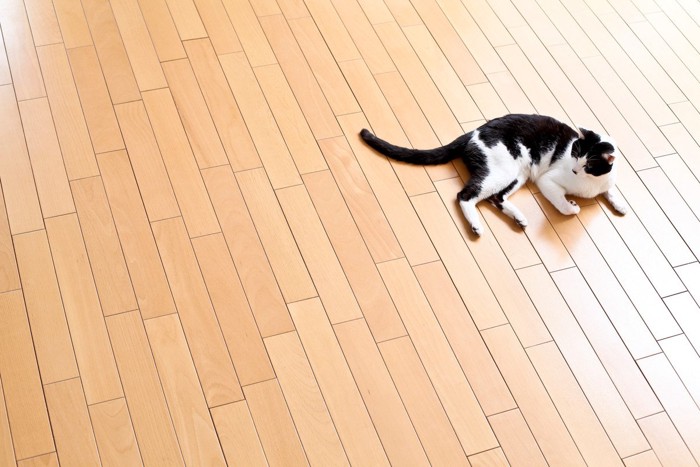 フローリングにいる猫