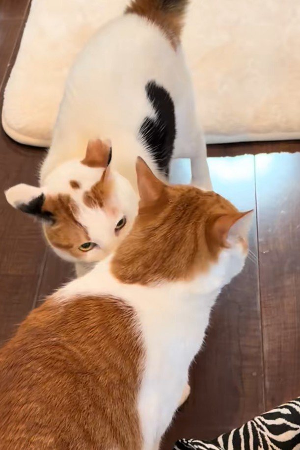 猫の匂いを嗅ぐ猫