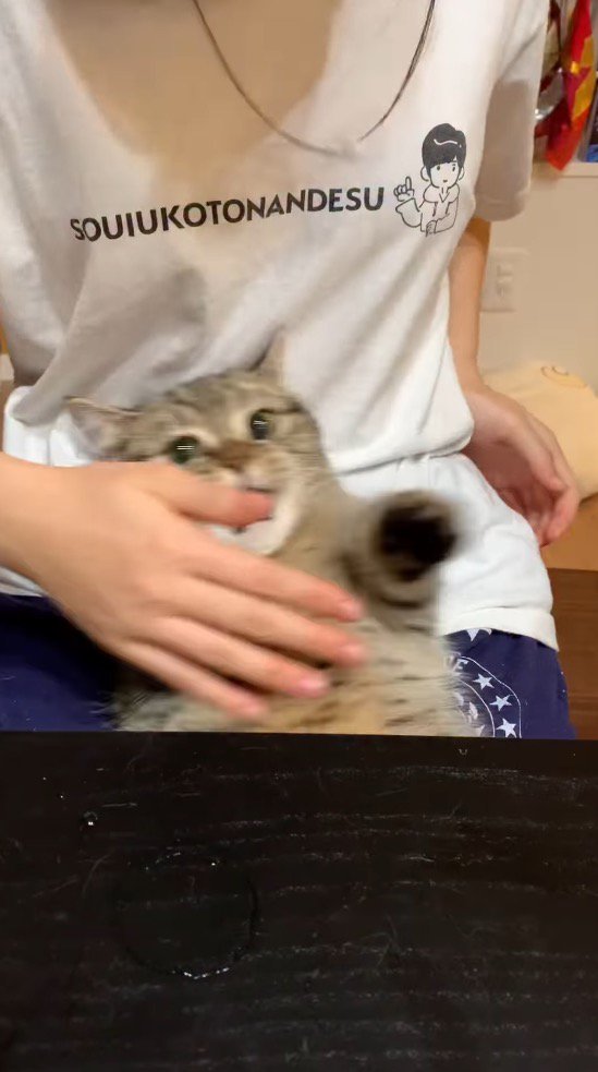 背中を触ってきた女性の手の方へ体を倒す猫