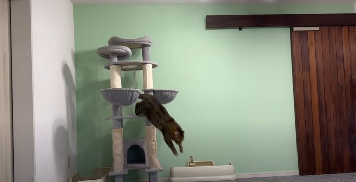 キャットタワーから飛び降りる猫