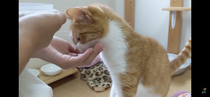 おやつを食べる猫