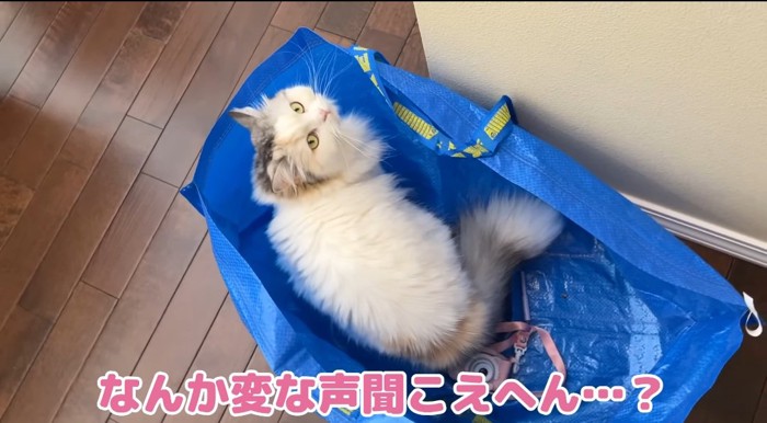 袋の中の猫